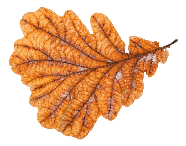 Back side of autumn rotten leaf of oak tree — Stock Photo, Image