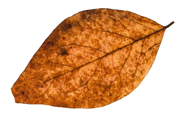 Folha seca quebrada de álamo isolado — Fotografia de Stock