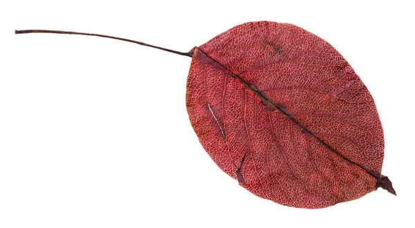 Hoja roja de otoño de peral aislada — Foto de Stock