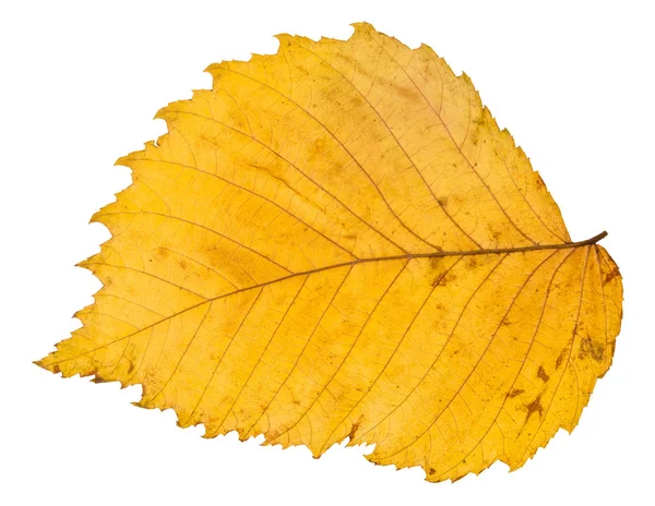 Back side of yellow autumn leaf of elm tree — Stock Photo, Image