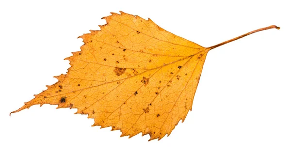 Feuille séchée de bouleau isolé sur blanc — Photo