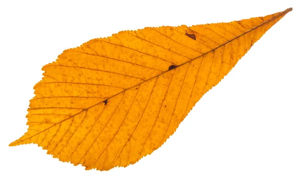 Изолированный сухой осенний лист конского каштана — стоковое фото