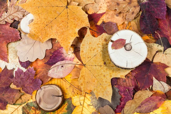 Pied podzimní listí a řezali woods — Stock fotografie