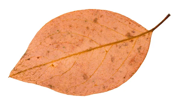 Back side of fallen pink leaf of apple tree — Stock Photo, Image