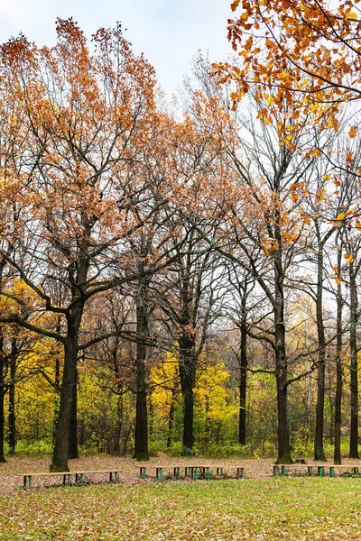 Oak trees near meadow in urban park in autumn — Stock Photo, Image