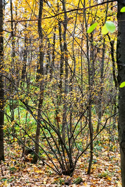 Cespuglio e foglie cadute nel parco urbano in autunno — Foto Stock