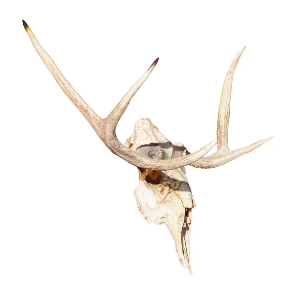 Visão lateral do crânio do jovem alce isolado — Fotografia de Stock