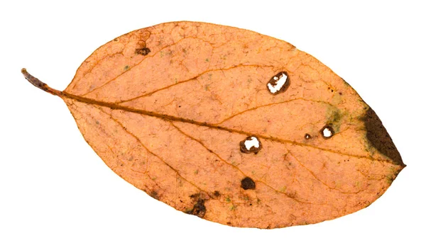 Задня сторона осіннього гнилого листя малюського дерева — стокове фото