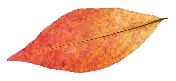 Achterzijde van rode blad van willow tree geïsoleerd — Stockfoto