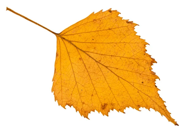 Outono caído folha amarela de bétula isolada — Fotografia de Stock