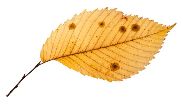 Hoja de otoño podrido de olmo aislado — Foto de Stock