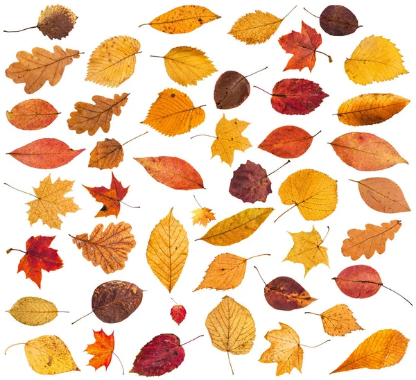 Raccolta di varie foglie cadute di autunno asciugate — Foto Stock