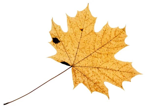 Back side of fallen yellow leaf of acer tree — Stock Photo, Image