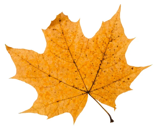 Folha de outono quebrado de árvore de bordo isolado — Fotografia de Stock