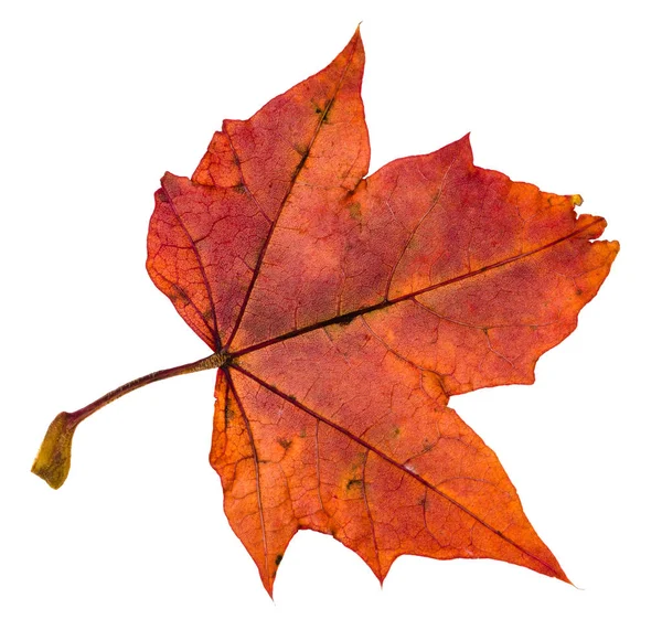 Back side of red autumn leaf of maple tree — Stock Photo, Image