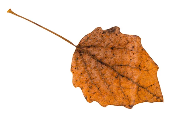 Parte de trás da folha marrom caída da árvore do álamo — Fotografia de Stock