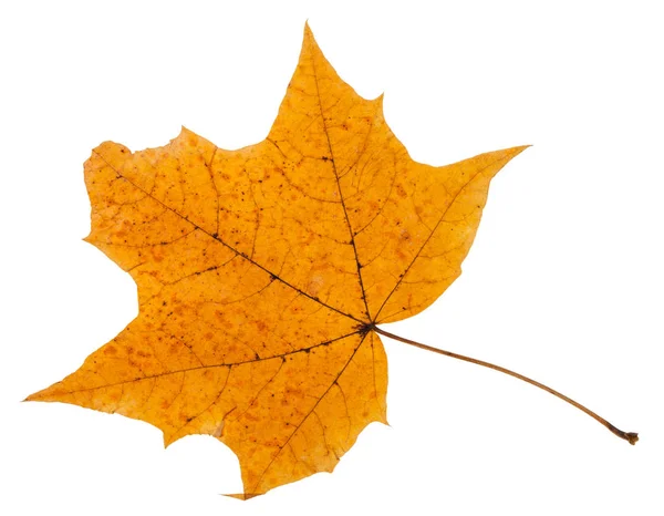 Autumn leaf of maple tree isolated on white — Stock Photo, Image