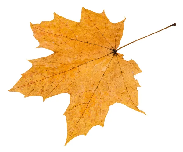 Back side of autumn rotten leaf of maple tree — Stock Photo, Image