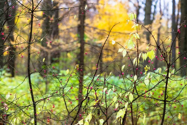 有毒成熟的果实在秋天的红杉灌木 — 图库照片