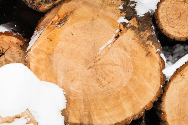 Kışın sawed ağaç gövdesi — Stok fotoğraf