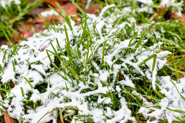 Hierba cubierta por la primera nieve cerca en el prado —  Fotos de Stock