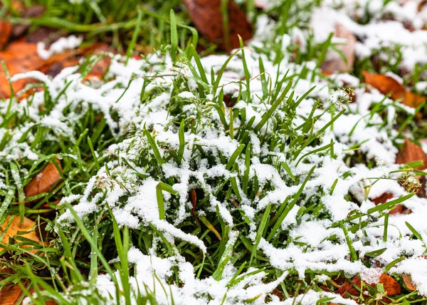 Grünes Gras, bedeckt vom ersten Schnee auf dem Rasen — Stockfoto