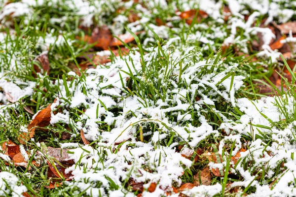 Grünes Gras, bedeckt vom ersten Schnee auf der Wiese — Stockfoto