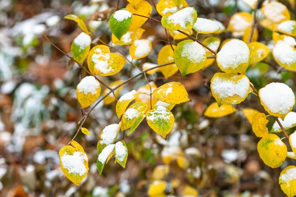 The first snow on yellow and green leaves — Stock Photo, Image