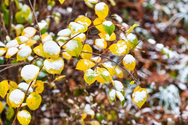 First snow on yellow leaves of tree in city park — Stock Photo, Image