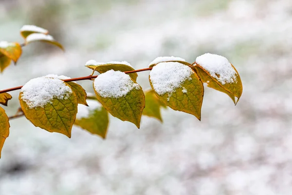 First snow on twig with yellow leaves close-up — Stock Photo, Image