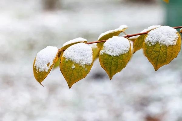 The first snow on yellow leaves of tree close-up — Stock Photo, Image
