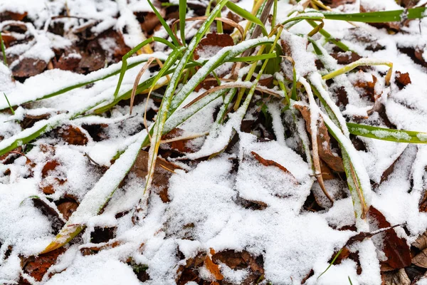 Erster Schnee bedeckt Wiese mit abgefallenem Laub — Stockfoto