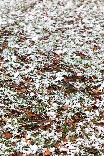 Césped con hojas caídas cubiertas por la primera nieve —  Fotos de Stock