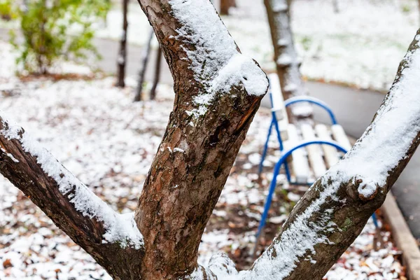 První sníh na staré jabloni zblízka v městském parku — Stock fotografie