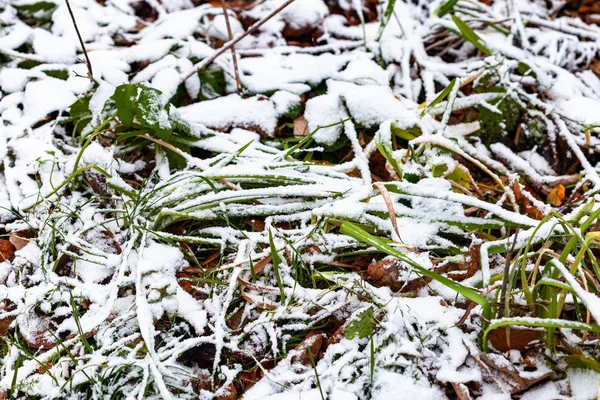 Erster Schnee bedeckt Rasen mit grünem Gras und Blättern — Stockfoto