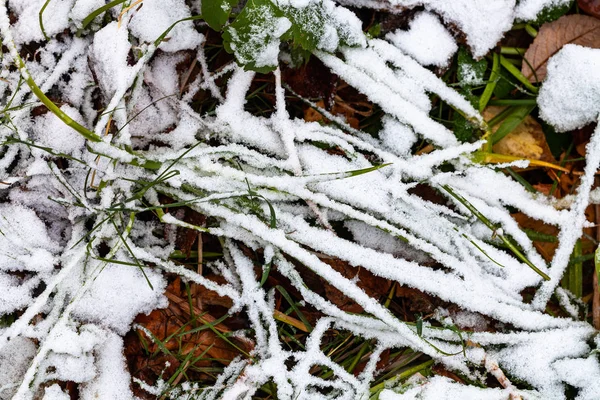 Der erste Schnee bedeckt das grüne Gras auf der Wiese — Stockfoto