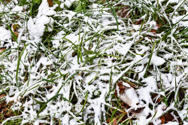Erster Schnee bedeckt Wiese am Herbsttag — Stockfoto