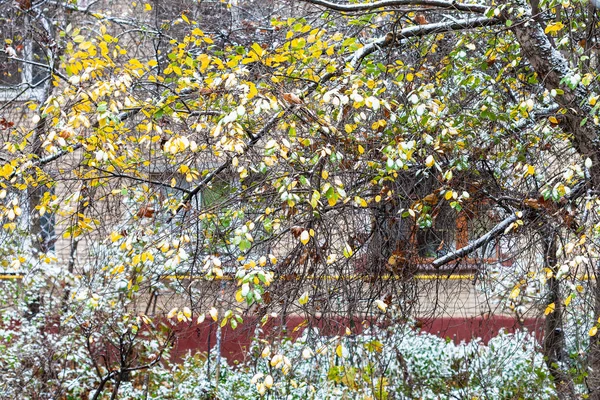 First snow on tree in front of apartment house — Stock Photo, Image