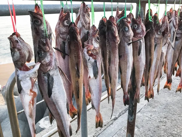 Güney Kore sahillerinde balıklar kuruyor. — Stok fotoğraf