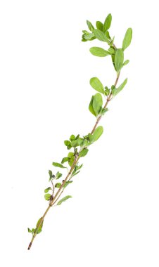 Marjoram dalı (Origanum majorana) izole edildi
