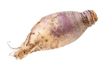 Taze şalgam kökü beyaza izole edilmiş