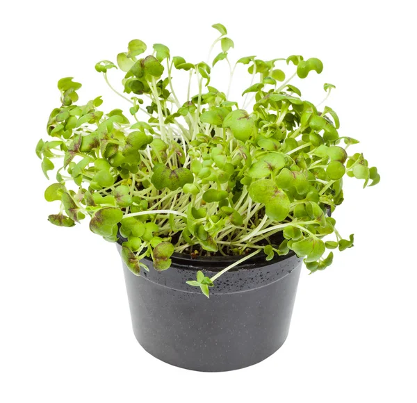 Living green mustard cress in pot isolated — 스톡 사진