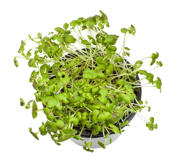 Top view of green mustard cress in pot isolated — 스톡 사진