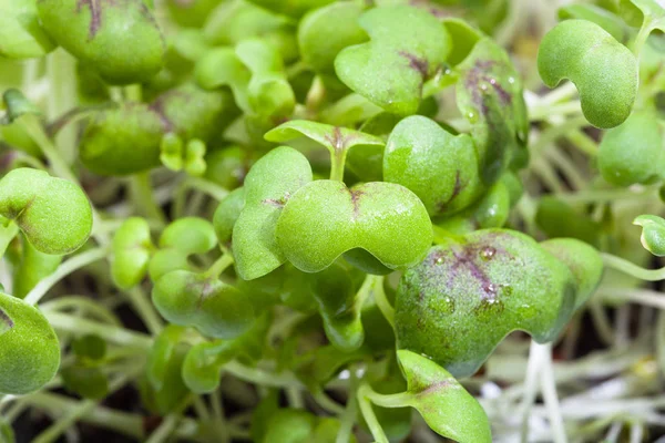 Laub der grünen Senfkresse aus nächster Nähe — Stockfoto