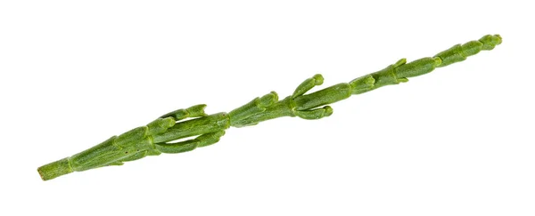 Rama fresca de la planta de Salicornia aislada —  Fotos de Stock