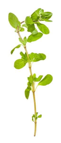 Twig of fresh marjoram plant isolated — Stock Photo, Image