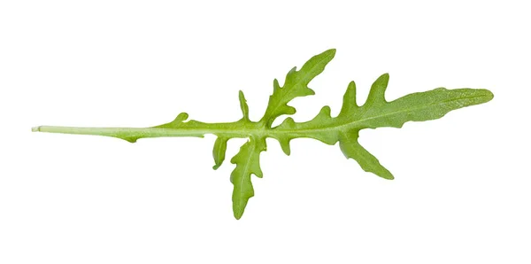 Az elszigetelt Arugula növény zöld levelének hátsó oldala — Stock Fotó