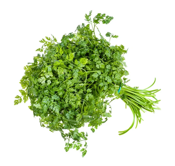 Bunch of fresh Chervil herb isolated on white — 스톡 사진