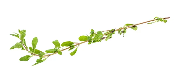 Kvist av mejram (Origanum majorana) ört isolerad — Stockfoto