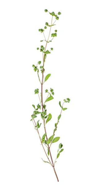 新鮮なマルジョラムハーブの芽が分離された小枝 — ストック写真